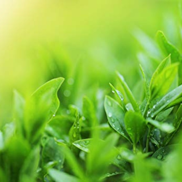 VITAMASQUES | Tea Tree Sheet Mask (Pack of 10) - Picture 3 of 7